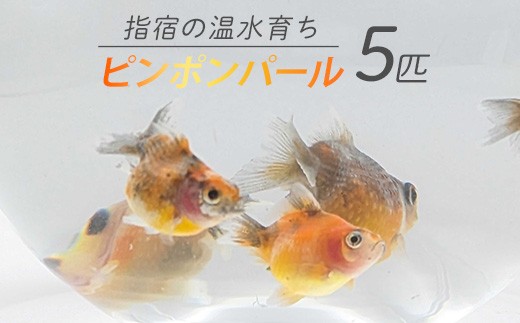 
                  【10営業日以内に発送】【温水育ち】ピンポンパール 5匹(otofarm/IB148-003) ※北海道・沖縄・離島配送不可※ 金魚 生体 国産 飼育 ペット 生き物 魚 初心者 観賞魚 水槽 アクアリウム
                