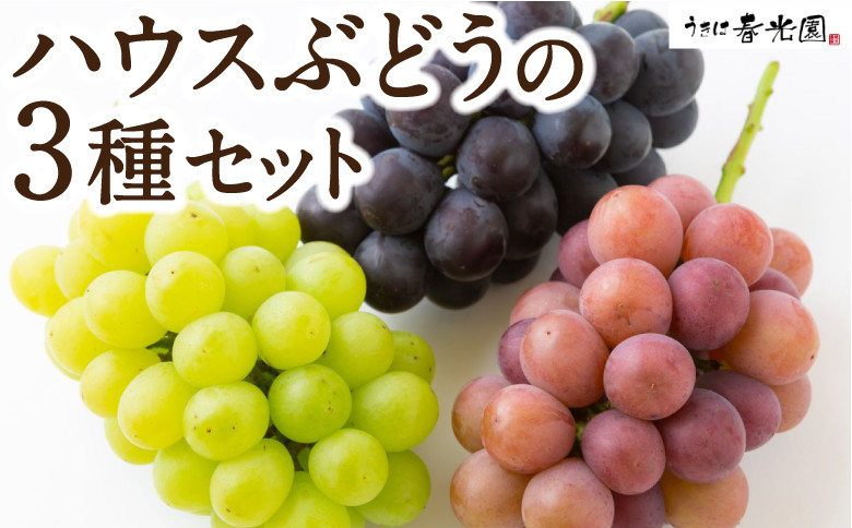 
            【先行予約】春光園 ハウスぶどうの3種セット 2025年7月中旬から8月上旬 出荷予定 種なしブドウ
          