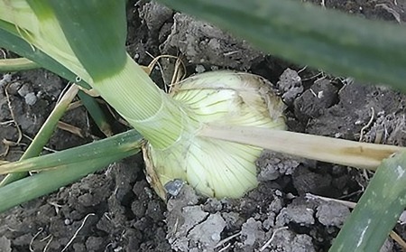 【youふぁーむ】【新玉予約】淡路島産新玉ねぎ ３kg ◆配送2月中旬～