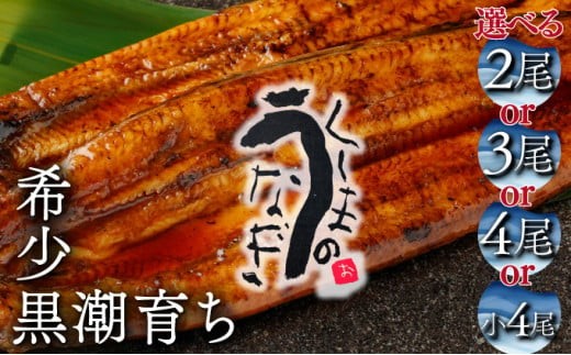 
                  KU469 【数量限定】くしまの黒潮うなぎ蒲焼2～4尾（合計400g～800g前後）【大田商店】
                