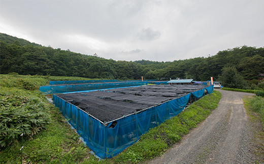 直射日光を避け涼しいところで育ちます。