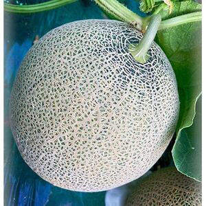 【2025年夏発送】《最高級品》岸田農園産　極メロン(赤肉メロン)30セット限定【1614601】