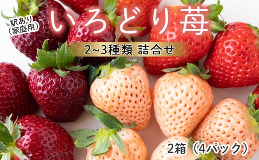 ★予約受付★【2月～4月 順次配送】玄海町産いろどりいちご詰め合わせ（家庭用・訳あり）／送料無料 いちご さがほのか 白いちご 淡雪 あわゆき 黒いちご 真紅の美鈴 希少 果物 くだもの フルーツ デザート 食べ比べ 予約受付