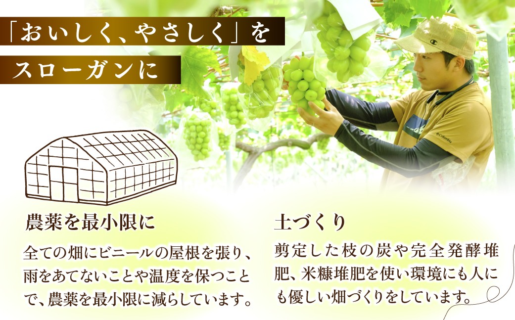 ぶどう 巨峰 葡萄 グレープ 果物 フルーツ 甘い おいしい 旬