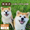 【ふるさと納税】【日帰りプラン】秋田犬ふれあい体験ときりたんぽ定食 1名様分 食事 日替わり ランチ チケット 秋田犬 ふれあい 体験 温泉 おんせん きりたんぽ 定食 犬 ハチ ハチコウ プラン 記念 オリジナル サービス ふるさわおんせん 東北 秋田【50P8407】