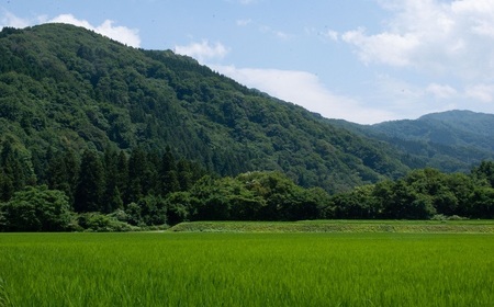 【令和7年産】特別栽培米 つや姫 4kg（2kg×2袋） 山形県 鶴岡市 伊藤農園（伊藤嘉吉）