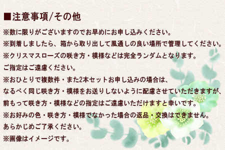 【2本セット】花巻温泉バラ園で育った「クリスマスローズ」苗<2027年2月上旬より順次発送> 【2167】