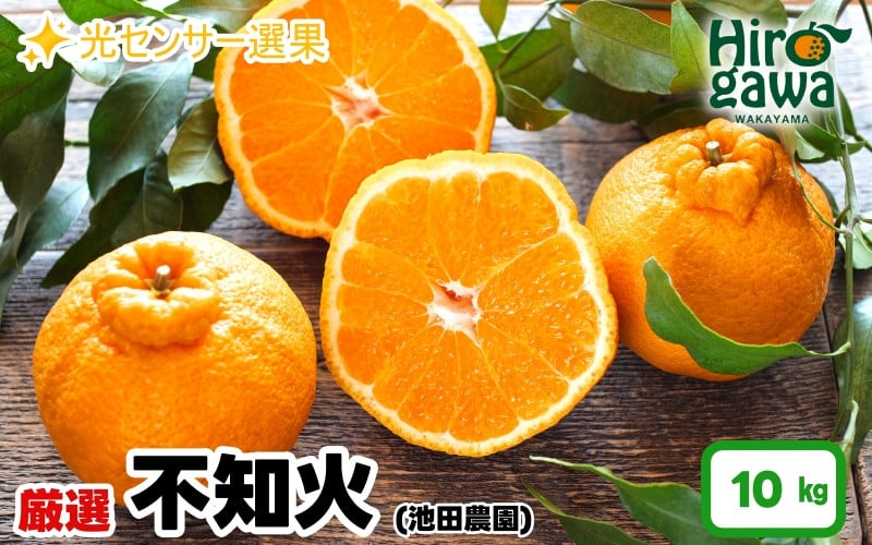 
                  不知火 （ しらぬい ） 10kg+250g（痛み補償分） 厳選 光センサー / デコポン 高級 甘い 和歌山 柑橘 ※2月上旬～3月下旬に順次発送 ※北海道・沖縄・離島への配送不可【ikd010-p-10A】
                