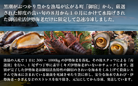 活〆生食用伊勢海老（冷凍）1650g（250～300g)×6尾  ONJB035