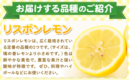 レモン 訳あり 5kg マルセイ株式会社《11月上旬-1月末頃出荷》