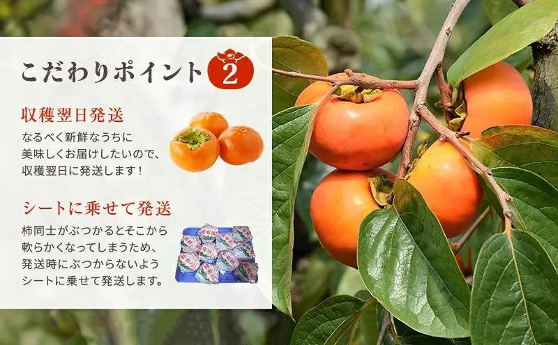 富有柿発祥の地から収穫翌日発送！【贈答用】富有柿 Lサイズ 14個 | かき フルーツ カキ 果物 くだもの ※2026年11月～発送
