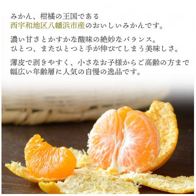 【2025年11月より順次発送】八幡浜産 愛媛みかん【贈答用】15個入り のし付き【C25−167】【1536565】