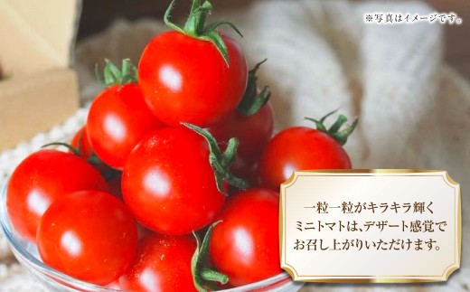 『まるでフルーツのような特選ミニトマト』 2.5kg 熊本県産 【2026年12月上旬～2027年4月下旬に順次発送】 野菜 やさい トマト とまと ミニトマト
