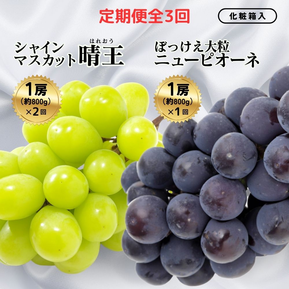 【ふるさと納税】＜定期便全3回＞シャインマスカット晴王1房800g 2回とぼっけぇピオーネ1房800g 1回の計3回コース [040-a013]