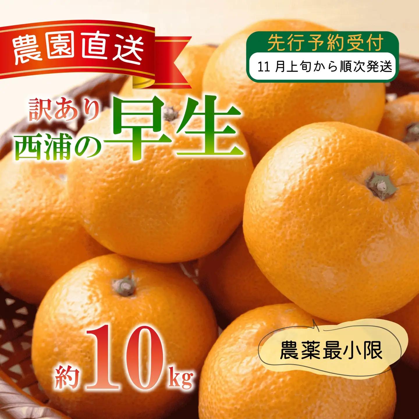 【訳あり】 早生 みかん 10kg 西浦 早生みかん 木負観光みかん園 