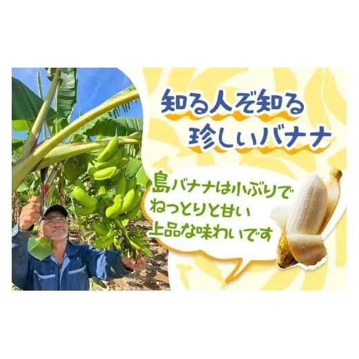 JH008　宮古島産バナナ3?【（株）フラモン】