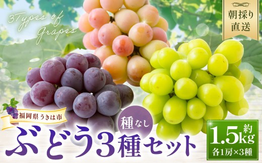 【先行予約】中村柿ぶどう園 種なしぶどう 3種 セット 各1房 × 3種 （約1.5kg） 【2026年7月下旬～9月上旬より順次発送予定】 葡萄 ぶどう ブドウ 果物 くだもの フルーツ 果実 福岡県 うきは市 冷蔵