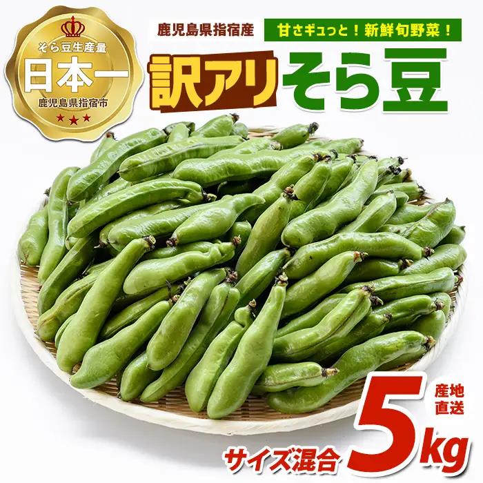 2027年3月上旬以降発送 ご家庭用そら豆約5kg IB092-005