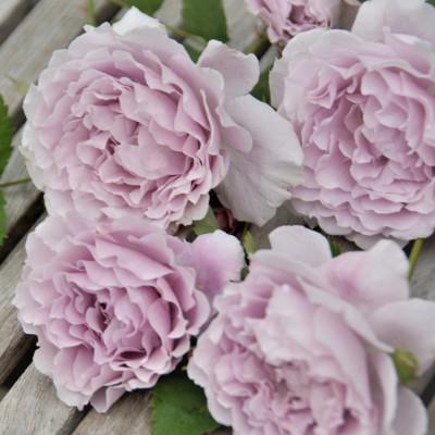 ふるさと納税 枚方市 「京阪園芸」のバラの鉢植え(未開花) |  | 02