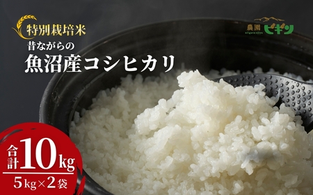 【令和8年産 先行予約】 昔ながらの魚沼産コシヒカリ 従来品種 精米 10kg（5キロ×2袋）農園ビギン|おこめ 特A評価 小千谷市 コシヒカリ