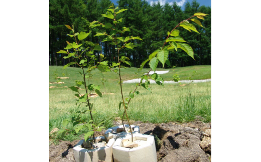 
＜あなたの木を富良野に植えます＞富良野の自然を守る植樹代行券(苗木2本セット)【1371504】
