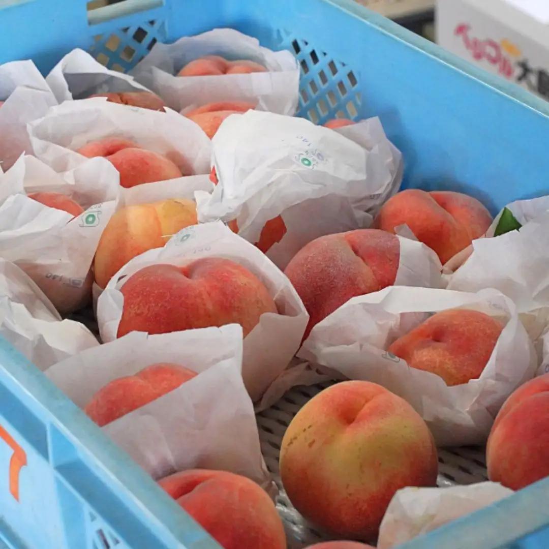 先行予約 白桃 約5kg 令和8年度 贈答用桃 新潟県三条市産 桃 三次郎農園