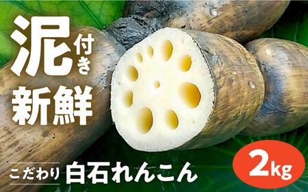 【先行予約 2026年8月〜発送】 泥付きれんこん2kg / れんこん [IAW002]