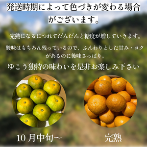 【2025年10月中旬順次発送】 ゆこう 1kg 柑橘 柚柑 ゆず すだち みかん 柚子 ユズ ダイダイ 酢  ゆこう ゆこう ゆこう ゆず ゆず ゆず