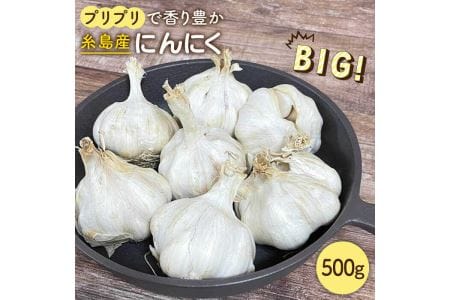 にんにく500g 大きい！美味しい！糸島からお届けする自慢のにんにくです（数量限定）《糸島》【爽風農園】【いとしまごころ】 [AHZ001] にんにく にんにく にんにく にんにく にんにく にんにく にんにく 