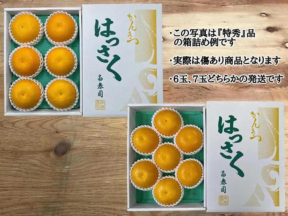 手詰め 有田 はっさく 大玉 3L × 6玉 または 2L × 7玉 ちょっと 傷あり 南泰園 みかん