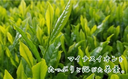 熊本県品評会受賞園 「さがら茶」 ギフト （B) 100g×2セット  (02-02)