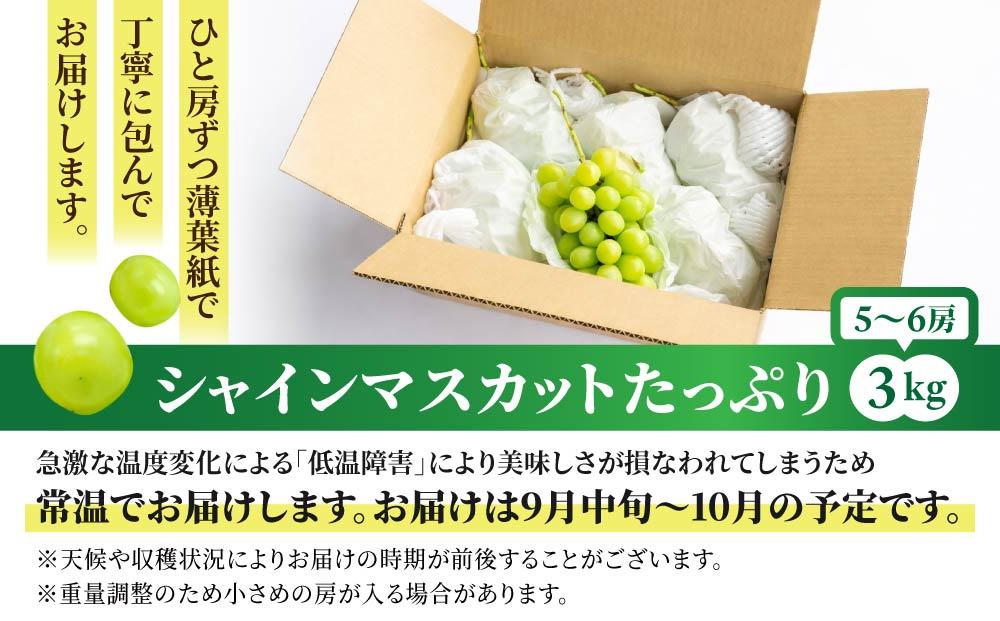 【2026年発送先行受付】東御市産シャインマスカット3kg（5～6房）【秋お届け】長野県 長野 人気 ぶどう 贈答用 ギフト フルーツ 果物 おすすめ 厳選 種無し 皮ごと 大粒