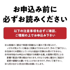 138-2 舞めだか生産 特選 『孔雀明王』オス・メス 1ペア