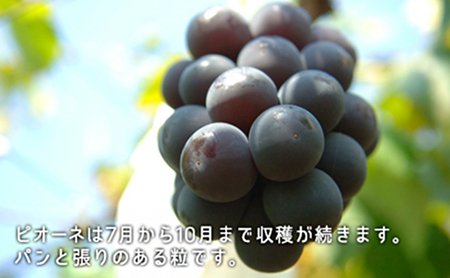 桃 ぶどう 2026年 先行予約 果物 詰合せ 白桃 晩生種 2玉 ニュー ピオーネ 1房 合計約1kg