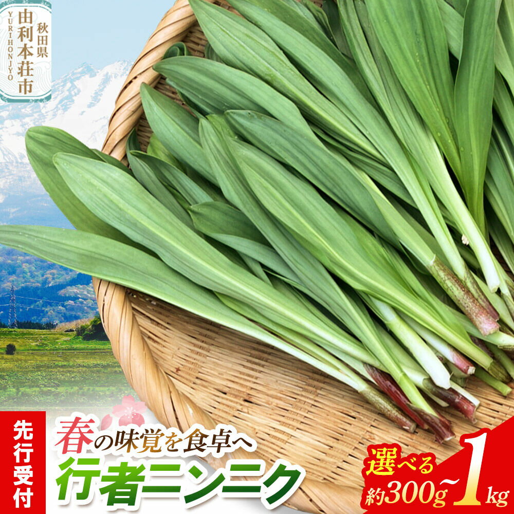 【ふるさと納税】《先行受付》行者ニンニク【選べる容量：約300g／約500g／約1kg】 [山菜 行者にんにく 自然栽培 野菜 天然 天然山菜 国産 先行予約 秋田熊の子山菜便 秋田県産]