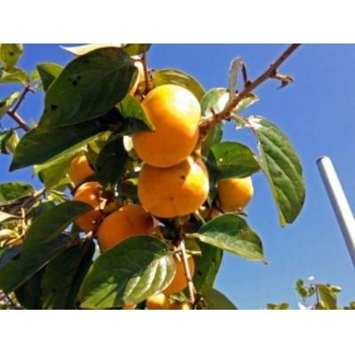 ふるさと納税 京都市 【京都市農協 大枝支部】<令和7年11月中旬〜発送>大枝冨有柿(Lサイズ 15個) |  | 02