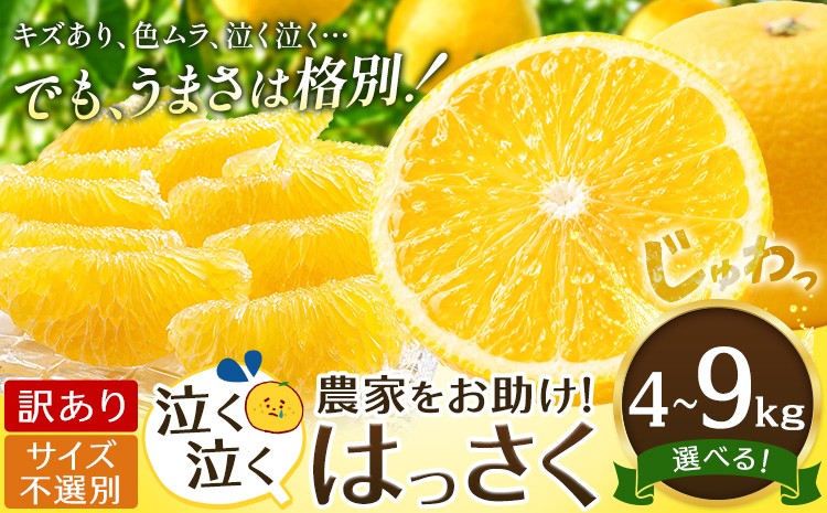 
                  八朔 はっさく 訳あり サイズ不選別 選べる 4kg 9kg 《2027年2月上旬-2月下旬頃出荷》八朔 柑橘 果物 フルーツ 柑橘類 規格外 傷あり 送料無料 徳島県 美馬市
                