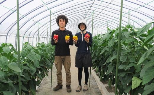 【先行予約】北海道栗山町産 土で育てた匠のパプリカ 12玉（池田農林）