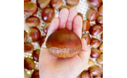 丹波市産　熟成丹波栗３L ２kg