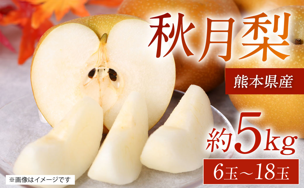 【先行予約】 熊本県産 秋月梨 サイズミックス 約5kg 6玉～18玉 【2025年8月下旬より順次発送】