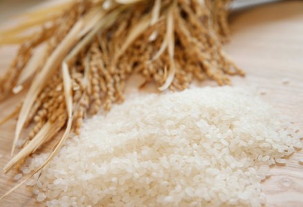 【令和7年産】新潟県産「新之助」5kg 関口商店 米 こめ コメ 精米 白米 【大人気のため予告なしに受付休止・再開します】 1N01014