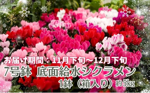 シクラメン 香川県産 7号鉢 特大 底面給水 ボリューム 箱入り 約5kg 鉢植え 鉢花 生花 花 フラワー 植物 園芸 観音寺産 色種類おまかせ 水管理 窓辺 室内 冬 誕生日 お歳暮 贈答品 プレゼント 贈り物 ギフト 佐伯宏花園 香川県 観音寺市