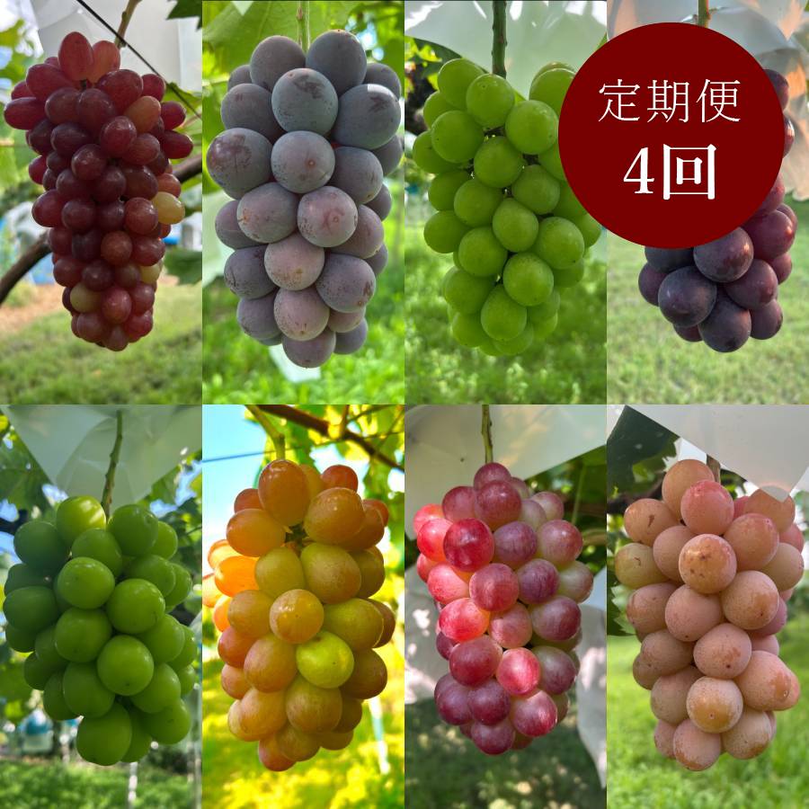 ＜小川ぶどう園＞特撰「ぶどう」8種（巨峰・クイーンセブン・黄玉・ブラックビート・シャインマスカット・スカーレット・コトピー他）【４回定期便】