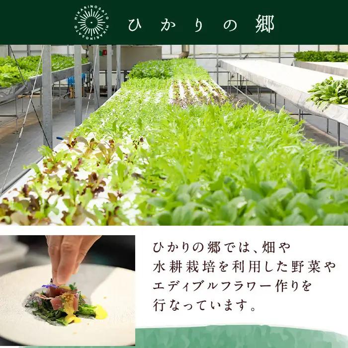 i678-A ＜定期便・計6回(隔月)＞ひかりのお野菜(約10束・5～6種) 野菜 やさい 葉物 旬 定期便 ほうれん草 水菜 チンゲン菜 小松菜 リーフレタス ルッコラ 水耕栽培 ミックスリーフ 山