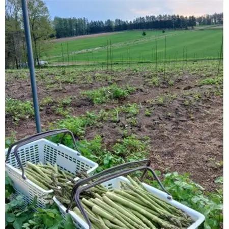 【2026年5月より順次発送有機JASグリーンアスパラ　Lサイズ1kg_野菜 アスパラガス  _【配送不可地域：離島】【1589331】