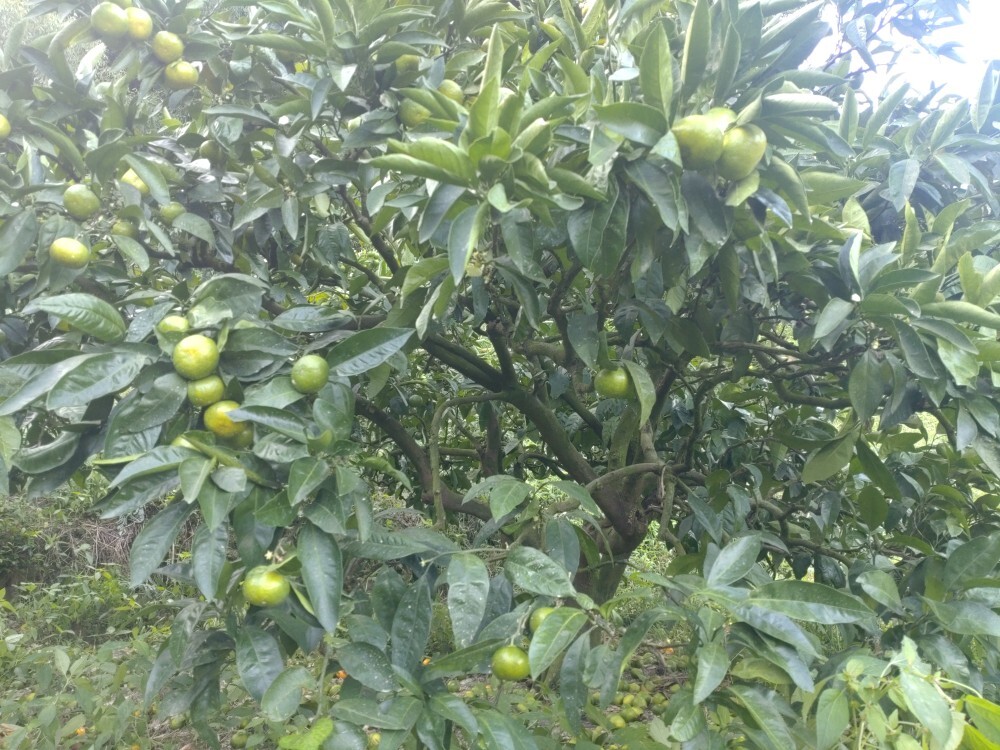 【周防大島産】日南一号（極早生種）5kg