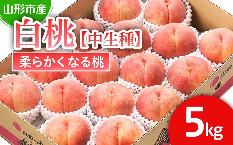 
            山形市産 白桃 【中生種】「かぐや・ゆうぞら・あぶくま」柔らかくなる桃5kg (13～18玉)【令和8年産先行予約】FS25-127 くだもの 果物 フルーツ 山形 山形県 山形市 2026年産
          