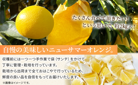 ＜おはこやがつくる ニューサマーオレンジ（日向夏） 約2kg（L～3Lサイズ）＞ 果物 フルーツ 柑橘 ミカン 蜜柑 日向夏 小夏 特産品 西宇和 愛媛県 西予市【常温】『2027年4月上旬～4月中旬