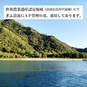 【岐阜県代表品種】　令和7年産　ハツシモ米　白米10kg　L8 【11月20日以降順次発送】
