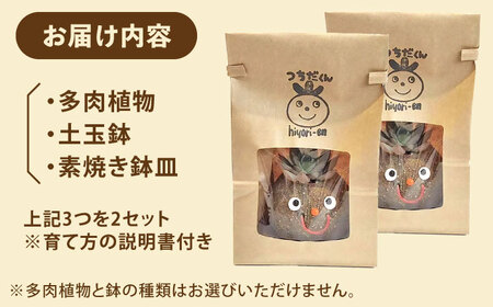 つちだくん2個セット 【花のひより園】 多肉 ポット セット[AEAX003]